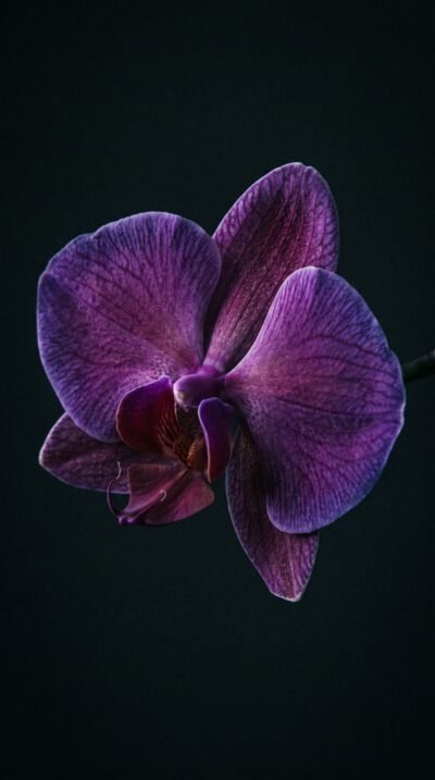 Midnight Orchid Wallpaper